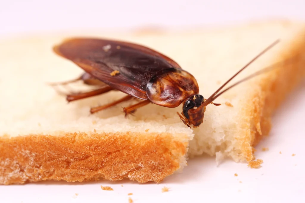 info on Cockroach Infestations Granite City, IL