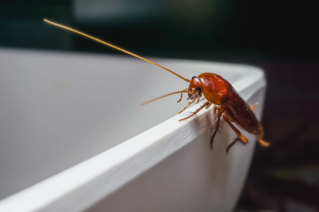what you need to know about Cockroach Infestations Granite City, IL