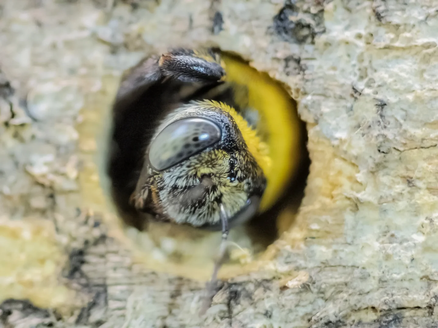 signs of Carpenter Bees Maryville, IL