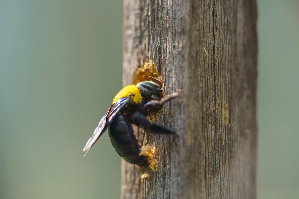what are the signs of Carpenter Bees Maryville, IL