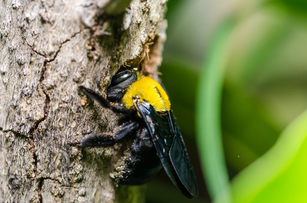 Maryville, IL warning signs of Carpenter Bees