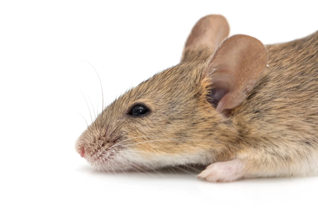 O’Fallon, IL mice in home