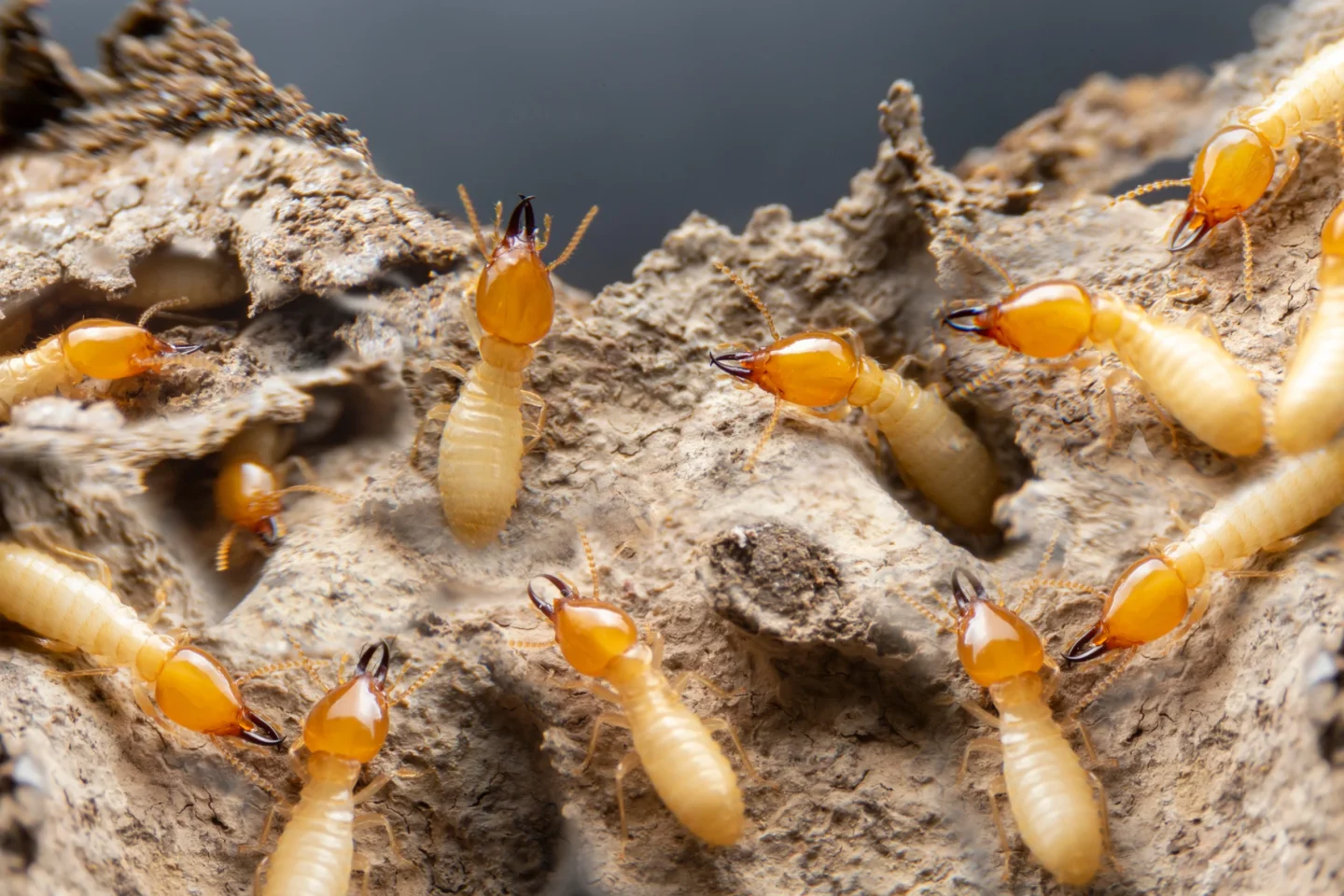 winter termite tips Swansea, IL