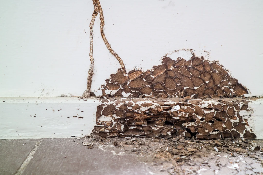 prevent termites during the winter Swansea, IL