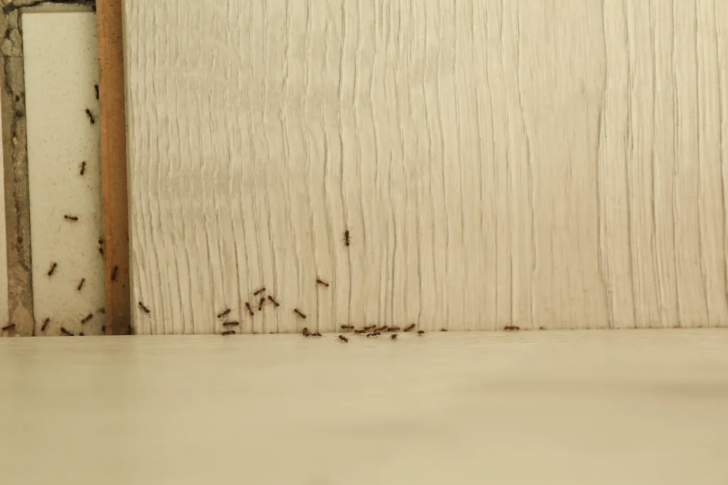 why are there ants in Waterloo, IL house