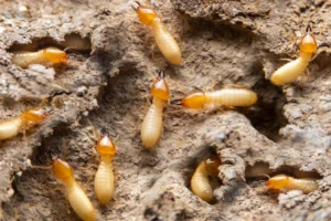 termites Wood River, IL