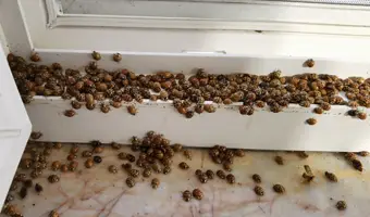 Asian Beetle Control