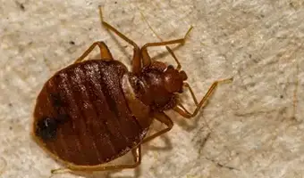 Bed Bug Extermination Services