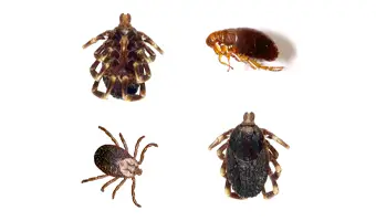 Flea & Tick Control Treatments