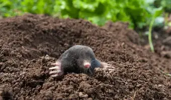 Mole Exterminator Services