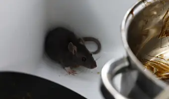 Rodent Removal Services