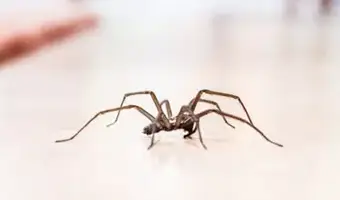 Spider Control & Removal