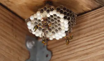 Stinging Insect Extermination
