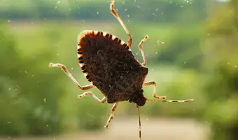 Stink Bug Treatments