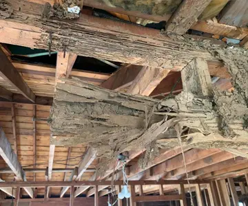 Severe termite damage in wood framing and floor joists