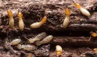 Termite Inspections